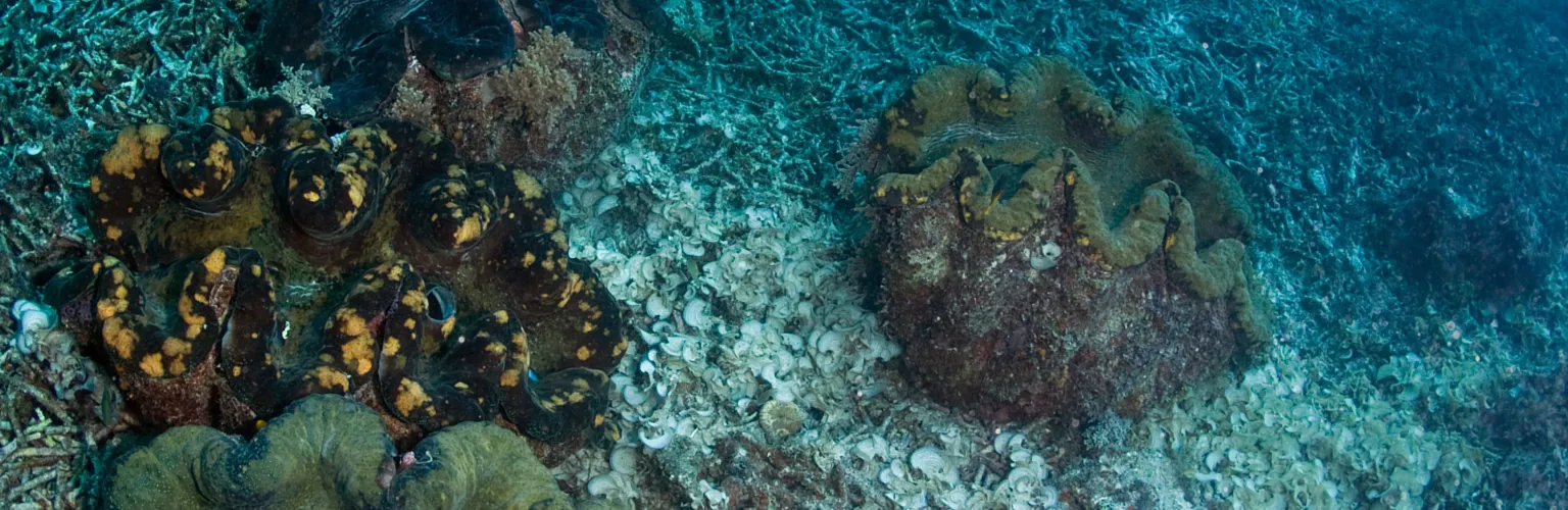 underwater photo of a group of giant clams in Palau
