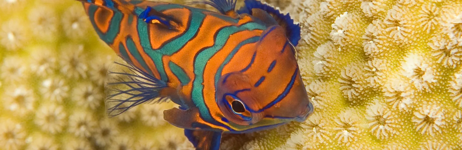 underwater photo of a mandarin fish at night in Palau