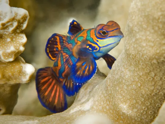 underwater photo of a mandarin fish at night in Palau