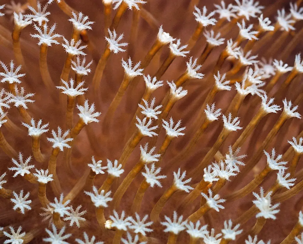 underwater photo of a soft coral close-up