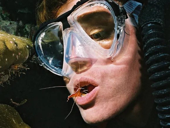 underwater photo of a diver with open mouth and a cleaner shrimp servicing the diver's teeth