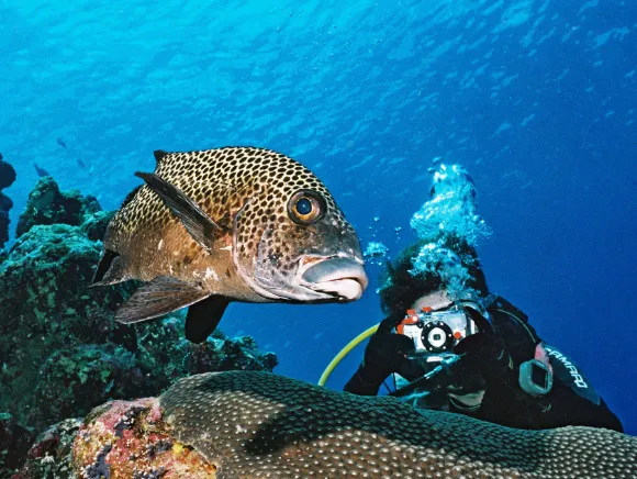 underwater photo of a diver taking a photo of a spotted seed lip in Palau