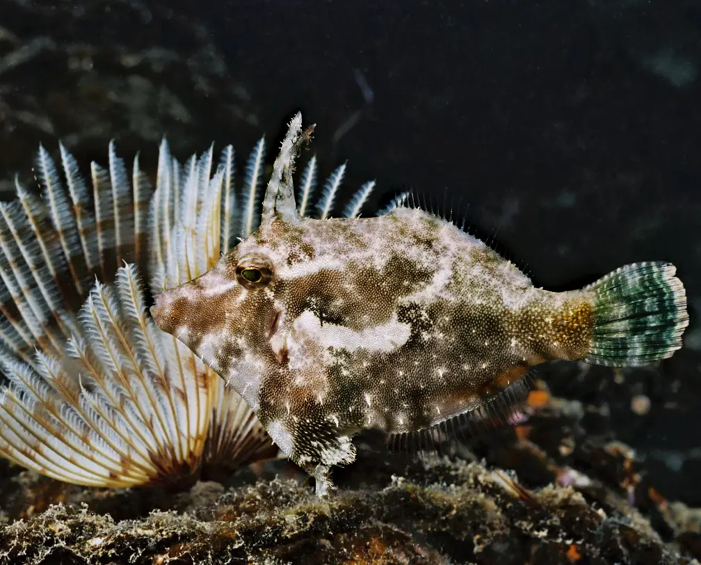 underwater photo of a file fish nearing a tube worm