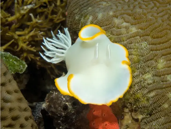 underwater photo of a white chromodoris nudi branch at Big Bro-Off dive site in Palau