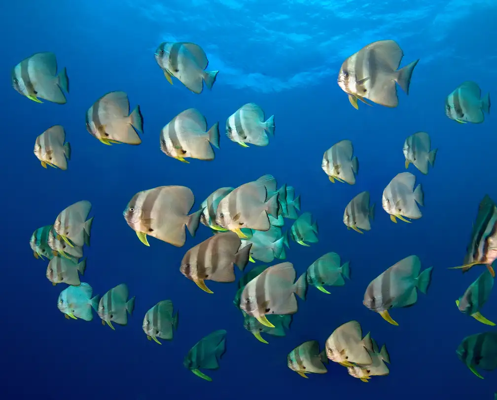 underwater photo of schooling batfish in blue water