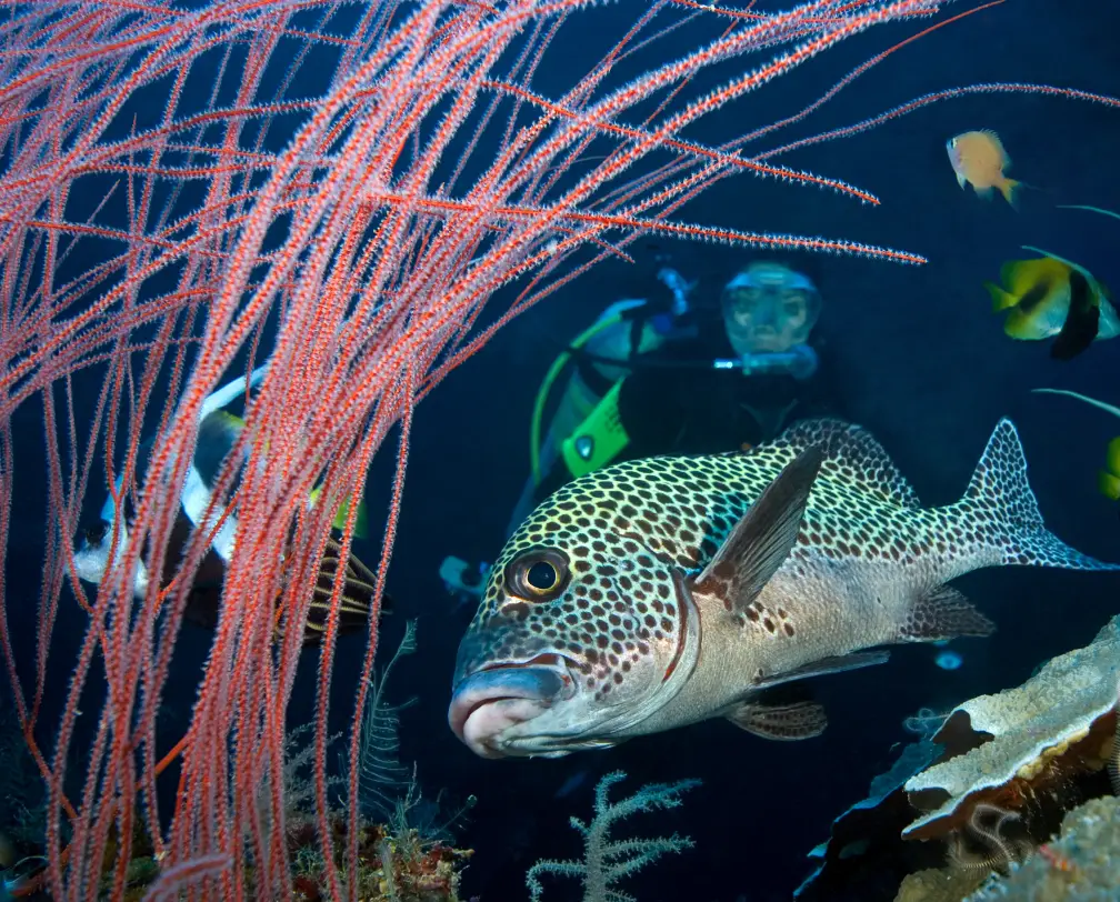 underwater photo - left side of the photo red whip corals - center and right side a dotted sweet lip fish, a diver watching the fish in the back ground