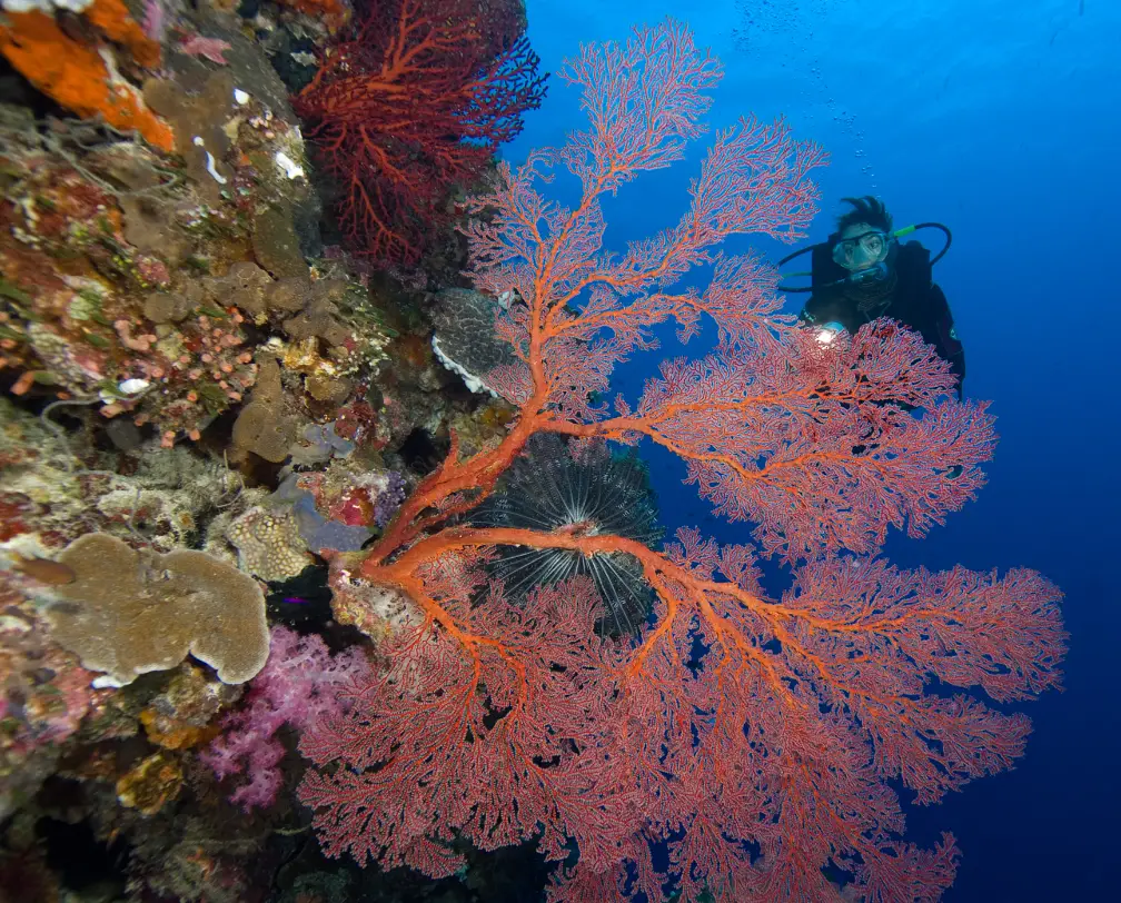 underwater photo of a diver with a torch behind a red fan coral