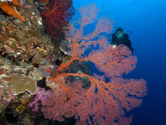 underwater photo of a diver with a torch behind a red fan coral