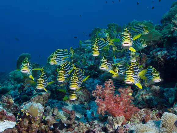 underwater photo of a school of yellow fish in Palau on top of the reef