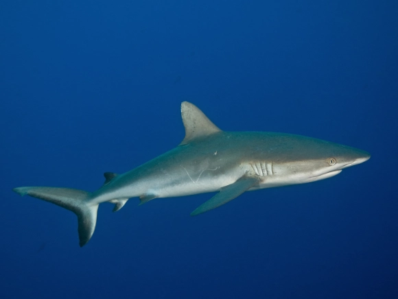 underwater photo of a gray reef shark in blue water in Palau