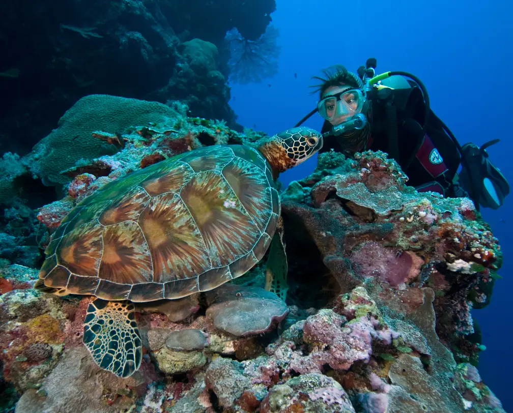 underwater photo of a diver face to face with a green sea turtle in Palau