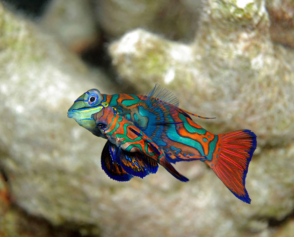 Mandarin Fish during Night Dive in Palau