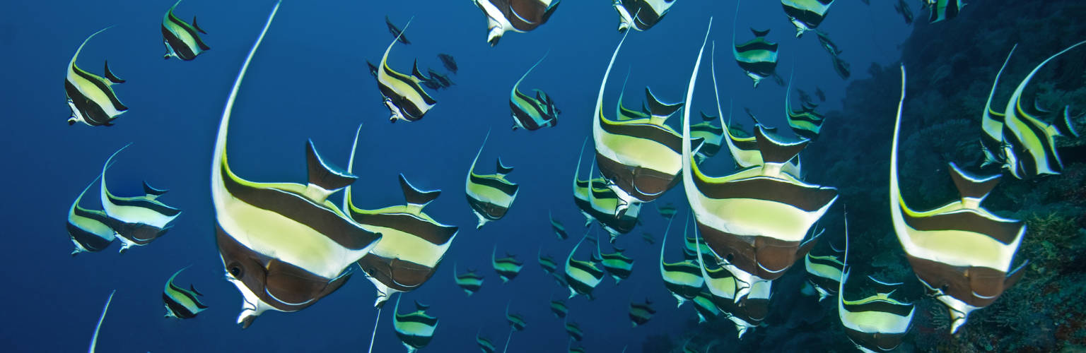 Moorish Idols spawning in Palau