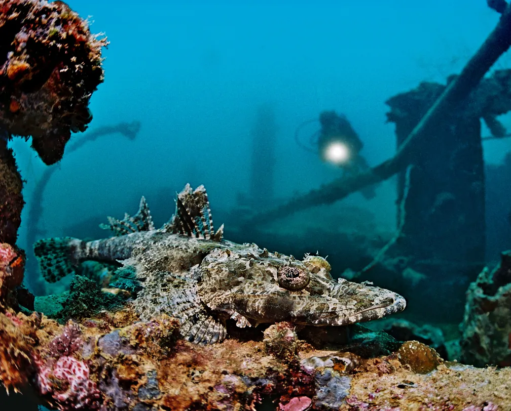 underwater photo of a dive on a wreck shining his underwater torch at a crocodile fish resting on the deck of the wreck in Palau