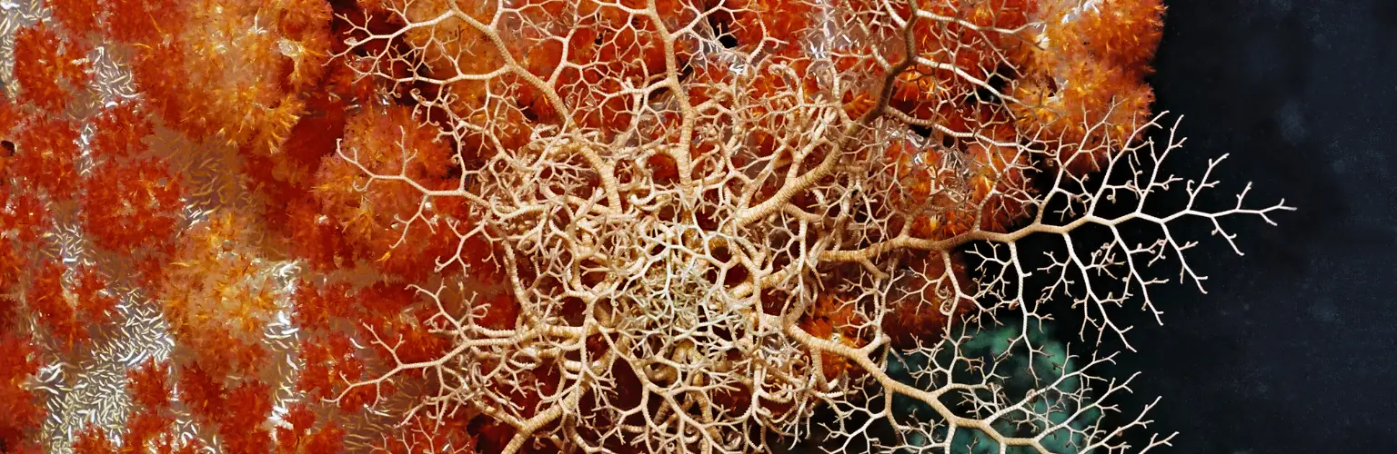 underwater photo of white sea star on a red sponge on a wreck in Palau