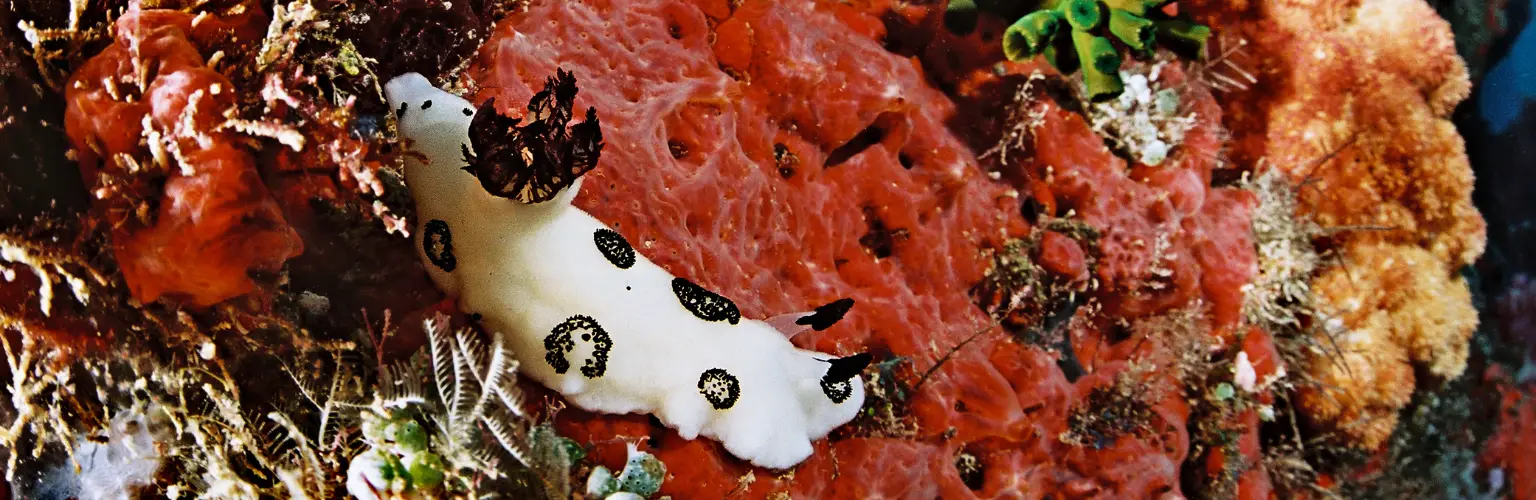 underwater photo of a white nudi branch on a red sponge on a wreck in Palau