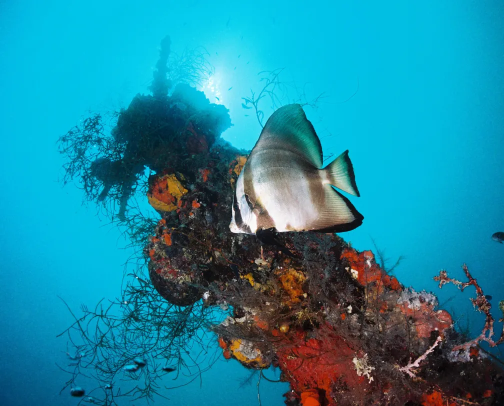 underwater photo of a batfish in front of the mast of a wreck in Palau