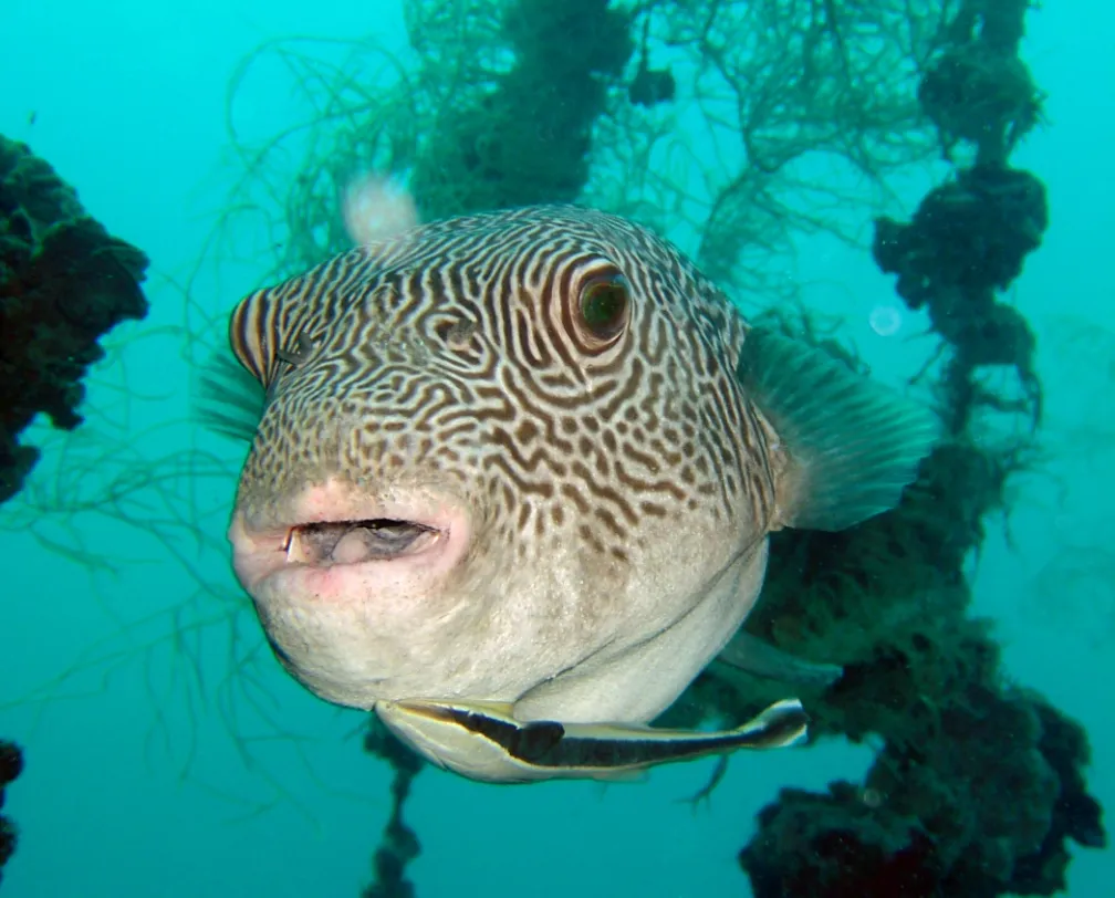 underwater photo of a giant puffer fish at a wreck in Palau