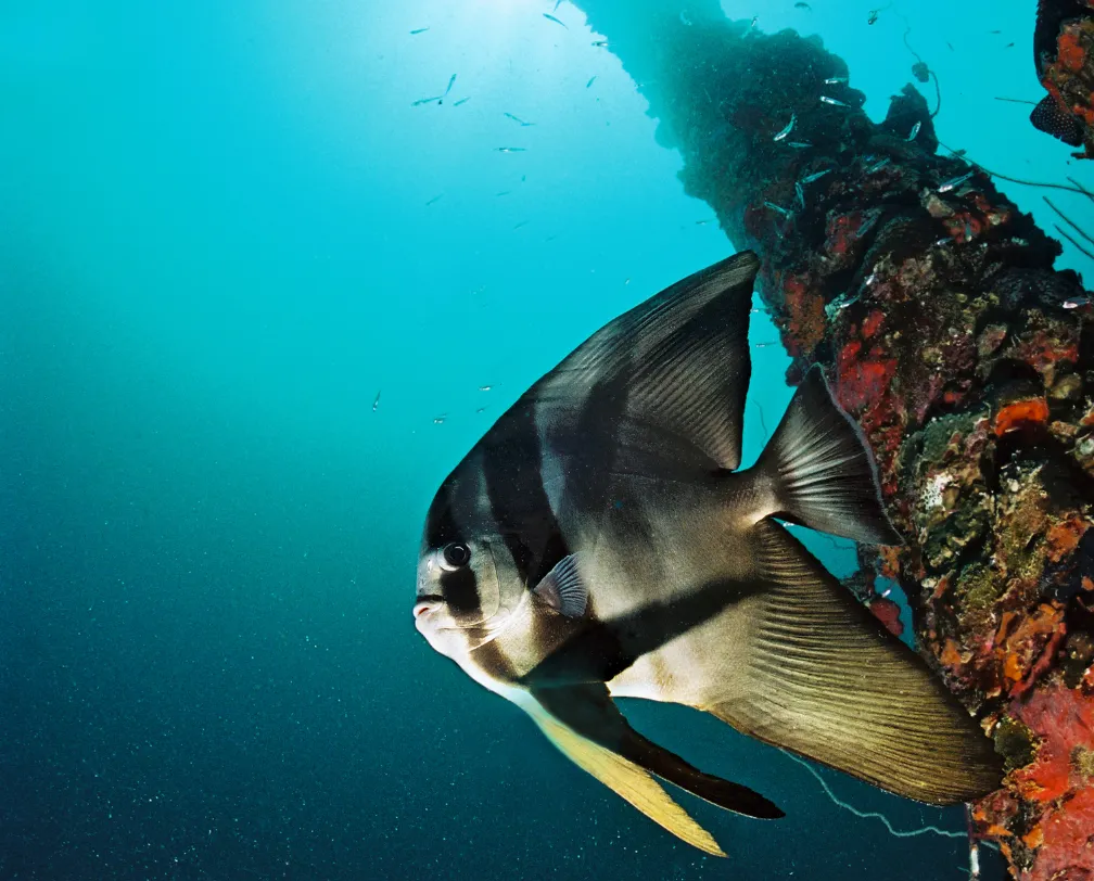 underwater photo of a batfish on a wreck in Palau