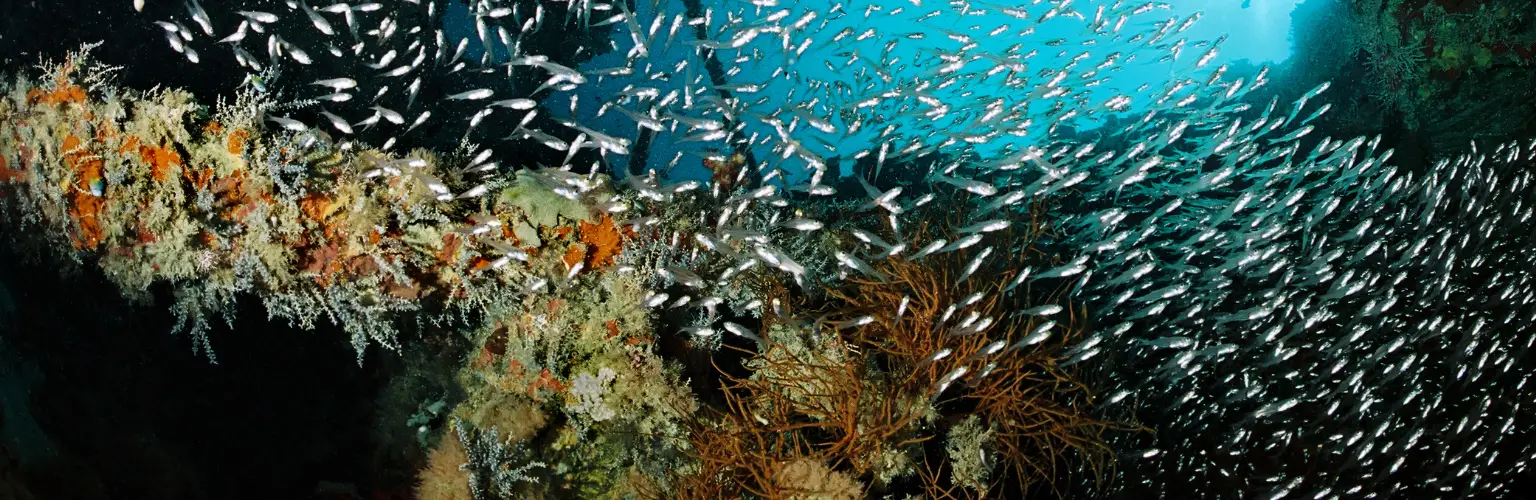 underwater photo with glass fish in a wreck in Palau