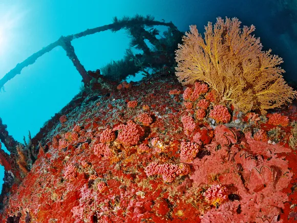 underwater photo of the bow of a ship wreck in Palau