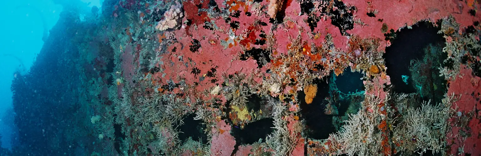 underwater photo of a board wall of a wreck in Palau