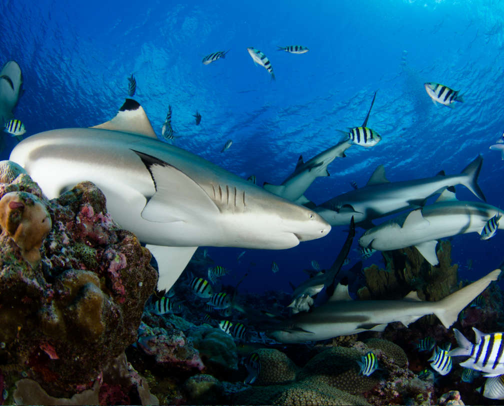 Shark in blue water in Palau