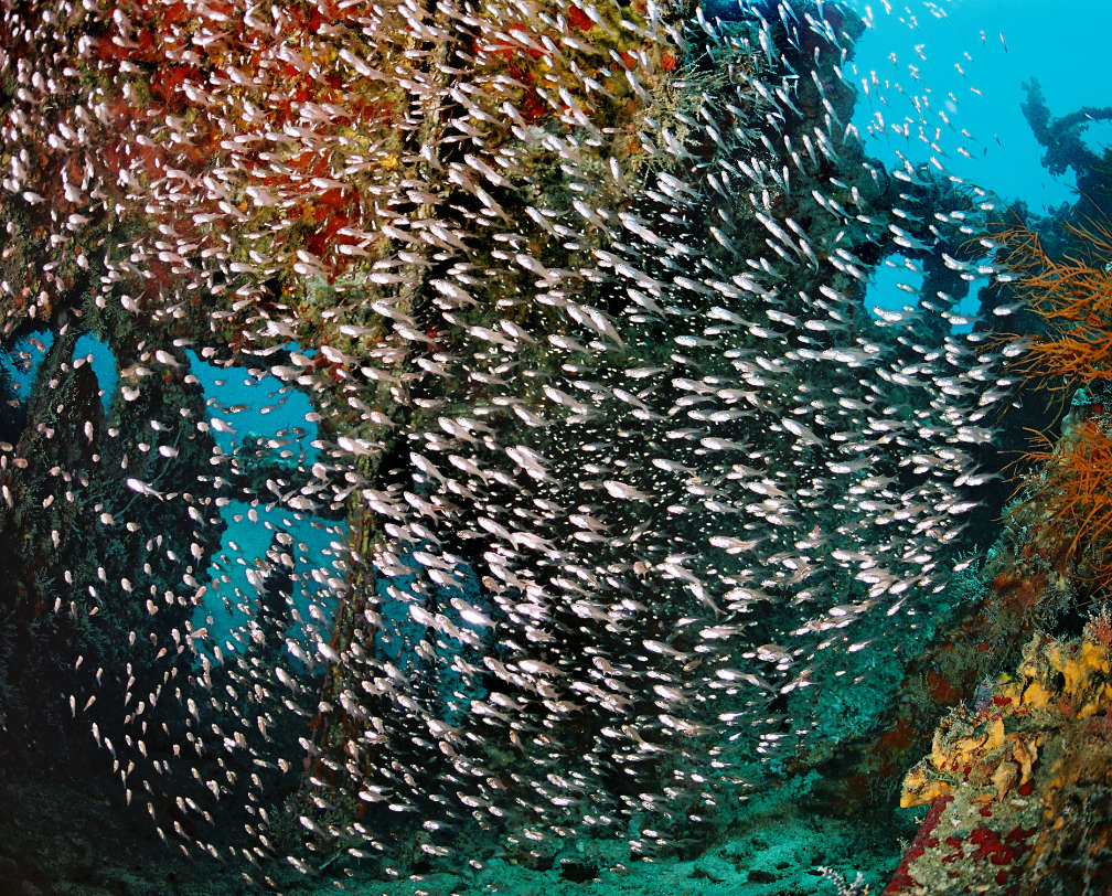 Rests of a WWII war ship in Palau